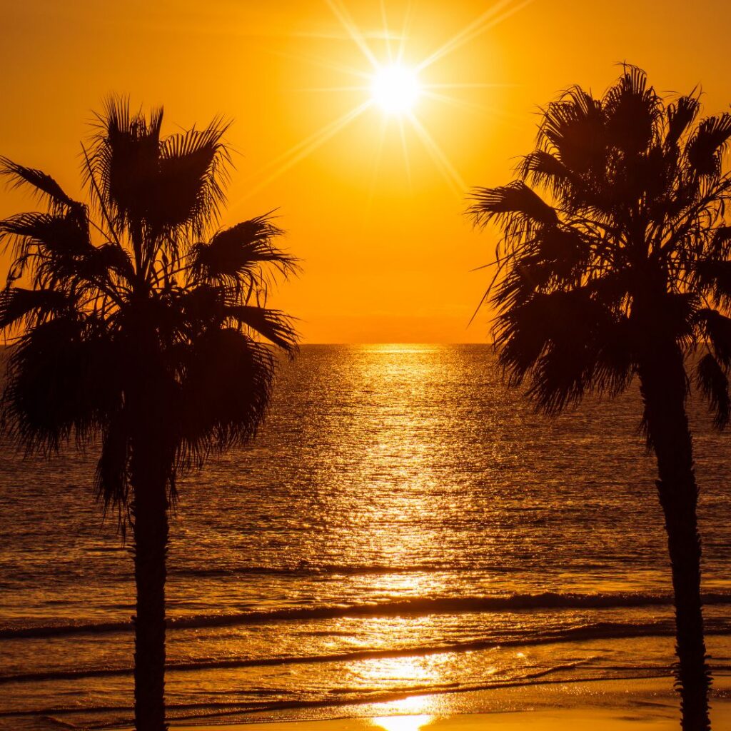 Sunset over beach in background with two dark palm trees in foreground.